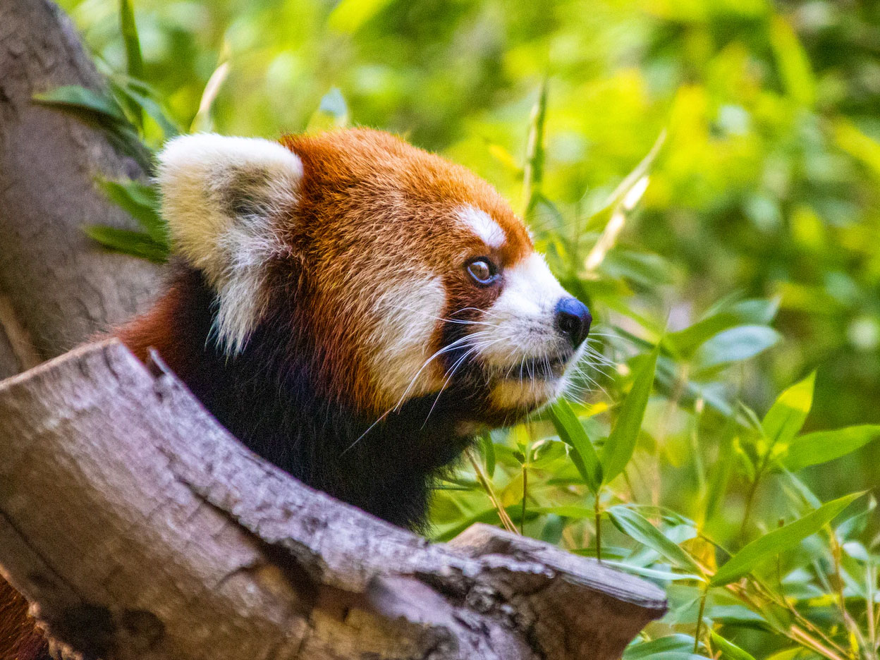 A random image from Unsplash